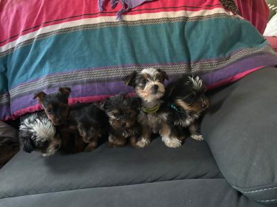 Yorkshire Terrier x Biewer Terrier puppies for sale in Meath