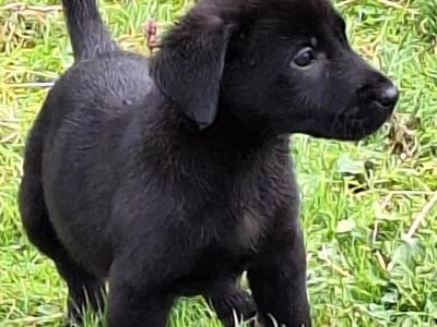 Simply the Best IKC Registered (pending) Labrador puppies in Leitrim