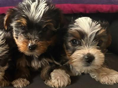 Yorkshire Terrier x Biewer Terrier puppies for sale in Meath
