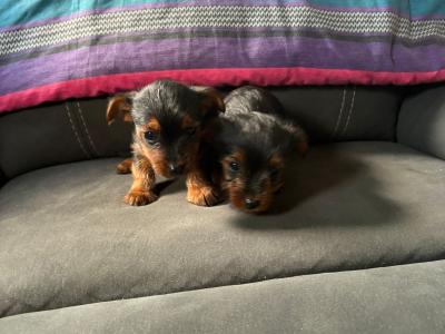 Yorkshire Terrier x Biewer Terrier puppies for sale in Meath