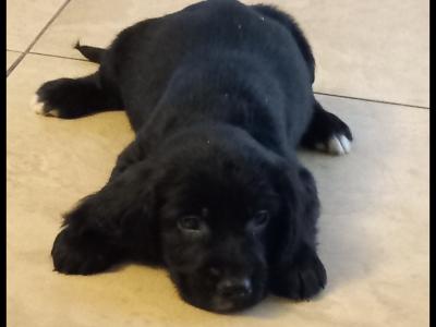 Adorable Cocker Spaniel puppies in Wexford