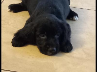 Adorable Cocker Spaniel puppies in Wexford