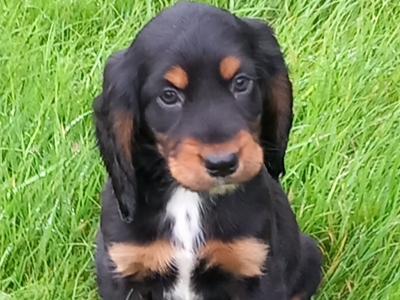 Adorable Cocker Spaniel puppies in Wexford