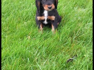 Adorable Cocker Spaniel puppies in Wexford