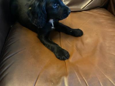 Adorable Cocker Spaniel puppies in Wexford