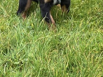 Adorable Cocker Spaniel puppies in Wexford