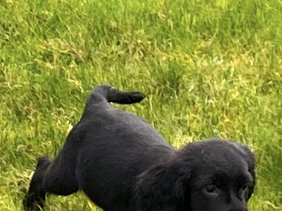 Adorable Cocker Spaniel puppies in Wexford