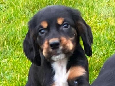 Adorable Cocker Spaniel puppies in Wexford