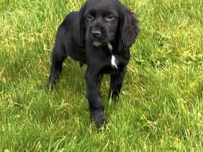 Adorable Cocker Spaniel puppies in Wexford