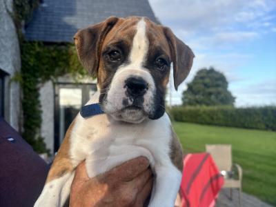 Stunning Flashy IKC Registered (Pending) Boxer pups in Kilkenny