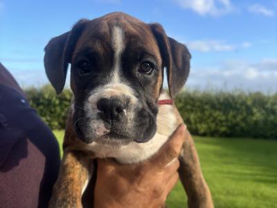 Stunning Flashy IKC Registered (Pending) Boxer pups in Kilkenny