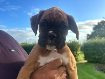 Stunning traditional male boxer in Kilkenny, fully vaccinated and IKC registered
