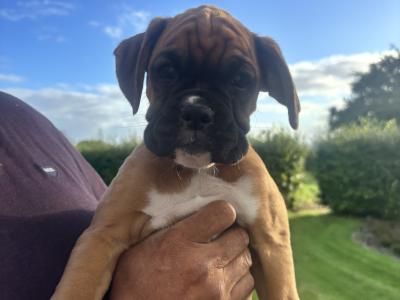 Stunning Flashy IKC Registered (Pending) Boxer pups in Kilkenny