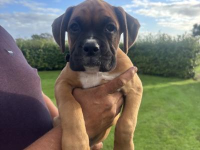 Stunning Flashy IKC Registered (Pending) Boxer pups in Kilkenny