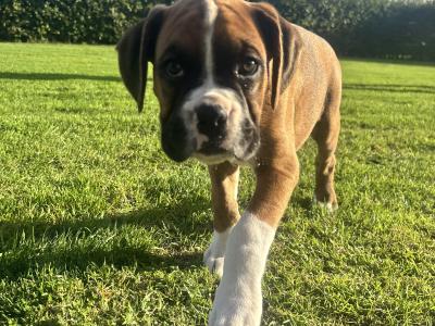 Stunning Flashy IKC Registered (Pending) Boxer pups in Kilkenny
