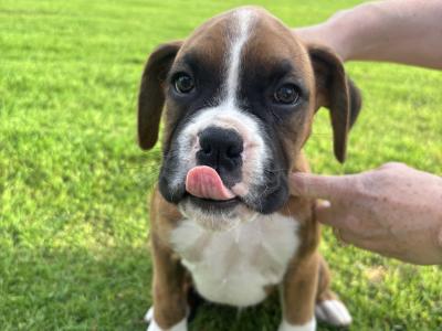 Stunning Flashy IKC Registered (Pending) Boxer pups in Kilkenny