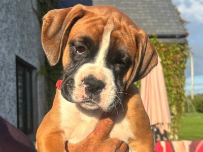 Stunning Flashy IKC Registered (Pending) Boxer pups in Kilkenny