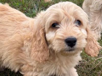 Cockapoo puppies in Kilkenny