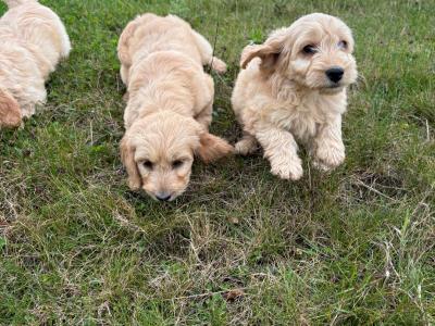 Cockapoo puppies in Kilkenny