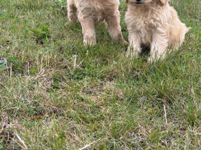 Cockapoo puppies in Kilkenny