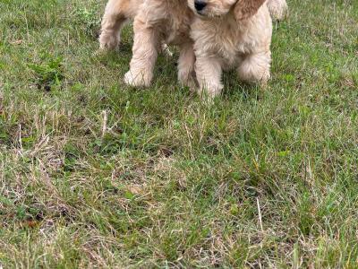 Cockapoo puppies in Kilkenny