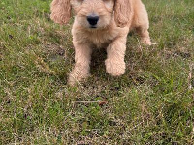 Cockapoo puppies in Kilkenny