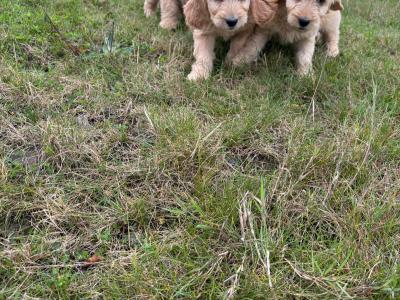 Cockapoo puppies in Kilkenny