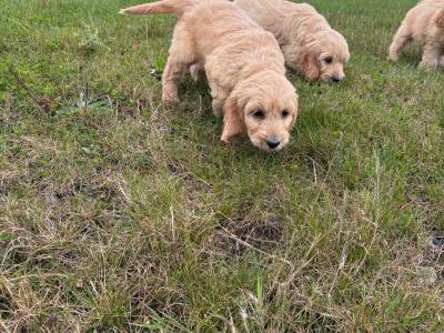 Cockapoo puppies in Kilkenny