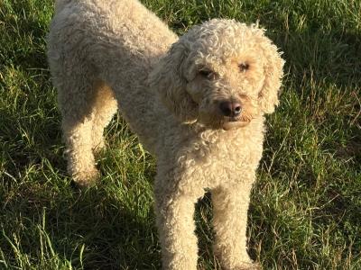 Cockapoo puppies in Kilkenny