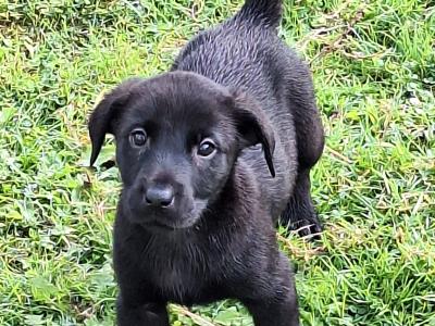 Simply the Best IKC Registered (pending) Labrador puppies in Leitrim