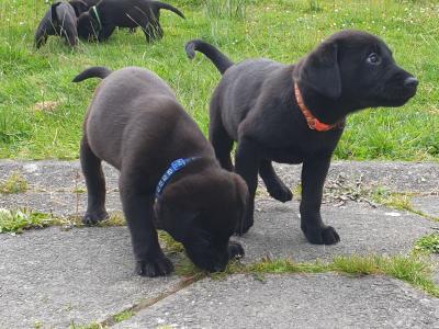 Simply the Best IKC Registered (pending) Labrador puppies in Leitrim