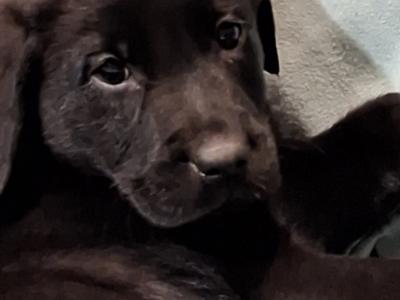 Simply the Best IKC Registered (pending) Labrador puppies in Leitrim