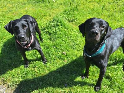 Simply the Best IKC Registered (pending) Labrador puppies in Leitrim