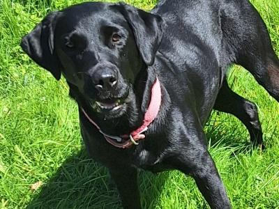 Simply the Best IKC Registered (pending) Labrador puppies in Leitrim