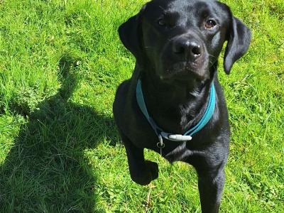 Simply the Best IKC Registered (pending) Labrador puppies in Leitrim