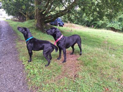 Simply the Best IKC Registered (pending) Labrador puppies in Leitrim