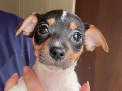 Female Miniature Jack Russells