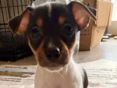 Female Miniature Jack Russells