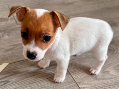 Female Miniature Jack Russells