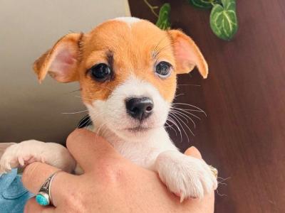 Female Miniature Jack Russells