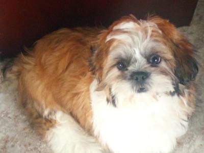Shih Tzu puppy (male)