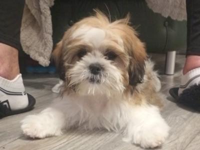 Male Shih Tzu puppy in Mayo
