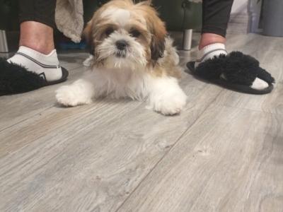 Shih Tzu puppy (male)