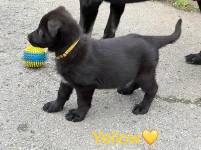 Beautiful Straight Back German Shepherd puppies in Wexford