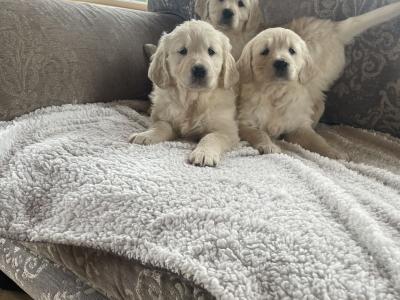 5 Beautiful Golden Retriever Puppies Looking for Their Forever Homes