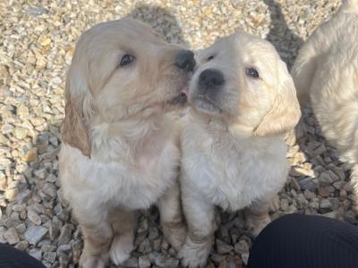 5 Beautiful Golden Retriever Puppies Looking for Their Forever Homes