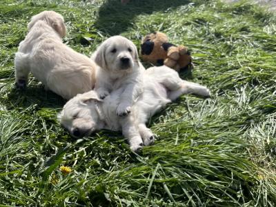 5 Beautiful Golden Retriever Puppies Looking for Their Forever Homes