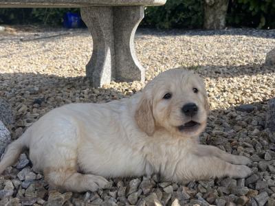 5 Beautiful Golden Retriever Puppies Looking for Their Forever Homes