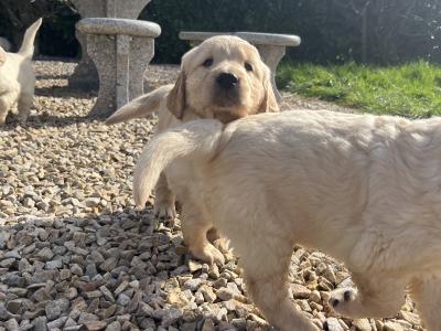 5 Beautiful Golden Retriever Puppies Looking for Their Forever Homes
