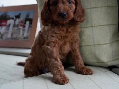 Miniature Golden Irish Doodles